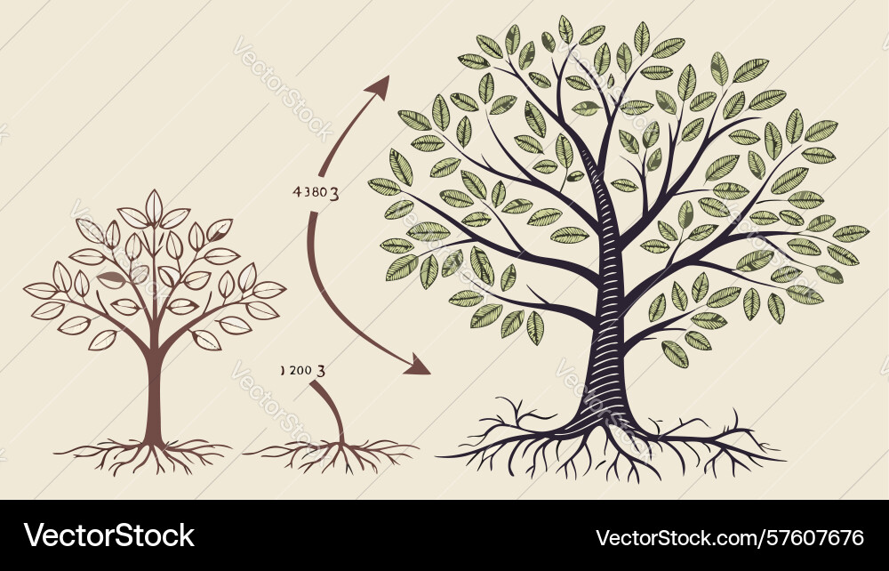 Tree development and root systems diagram design vector image