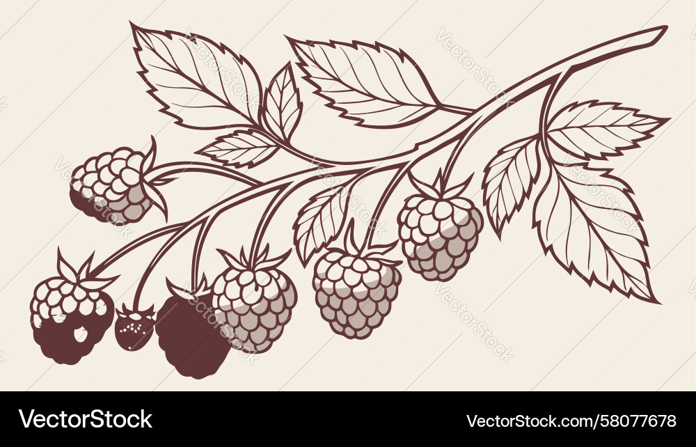 Raspberry Branch with Berries Vector Image