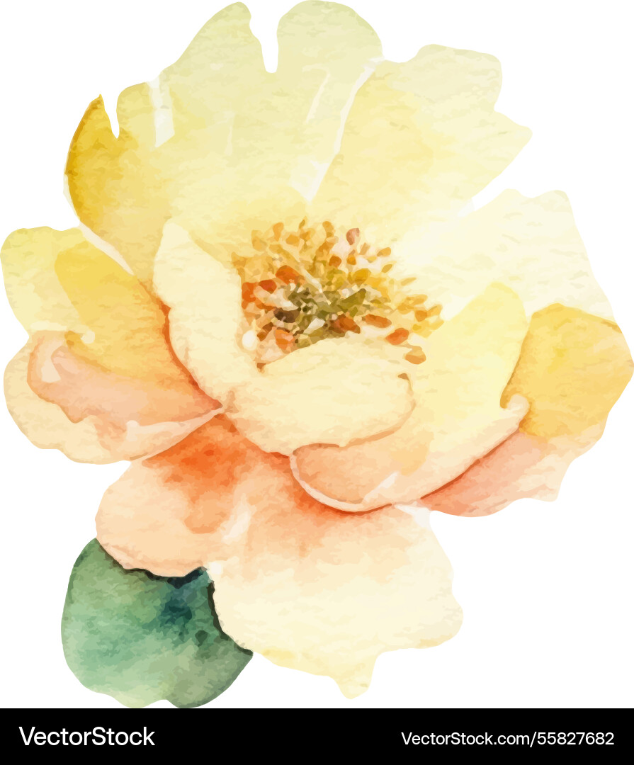 Watercolor painted peony flower hand drawn design Watercolor painted peony flower hand drawn design vector image