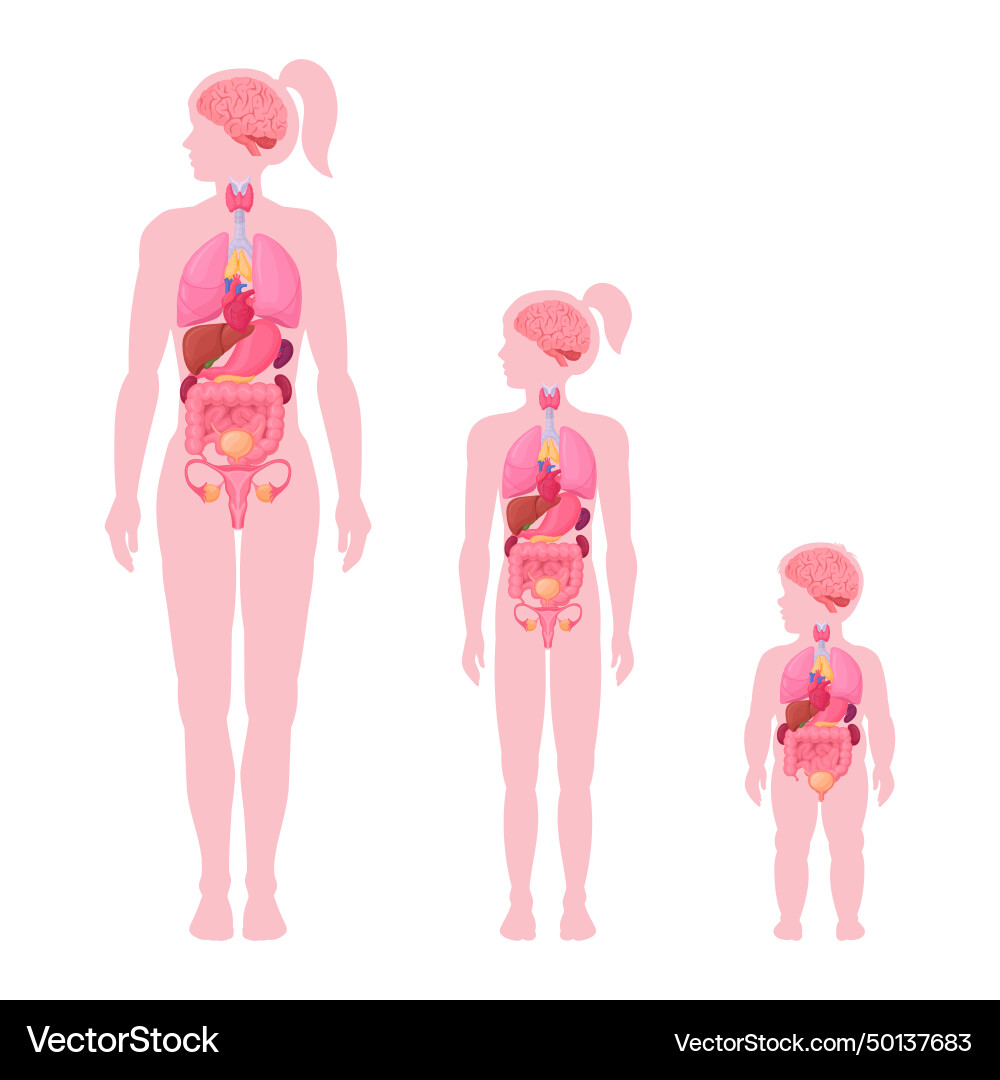 Female Internal Organs Anatomy – Royalty-Free Vector | VectorStock, image size:1000x1080