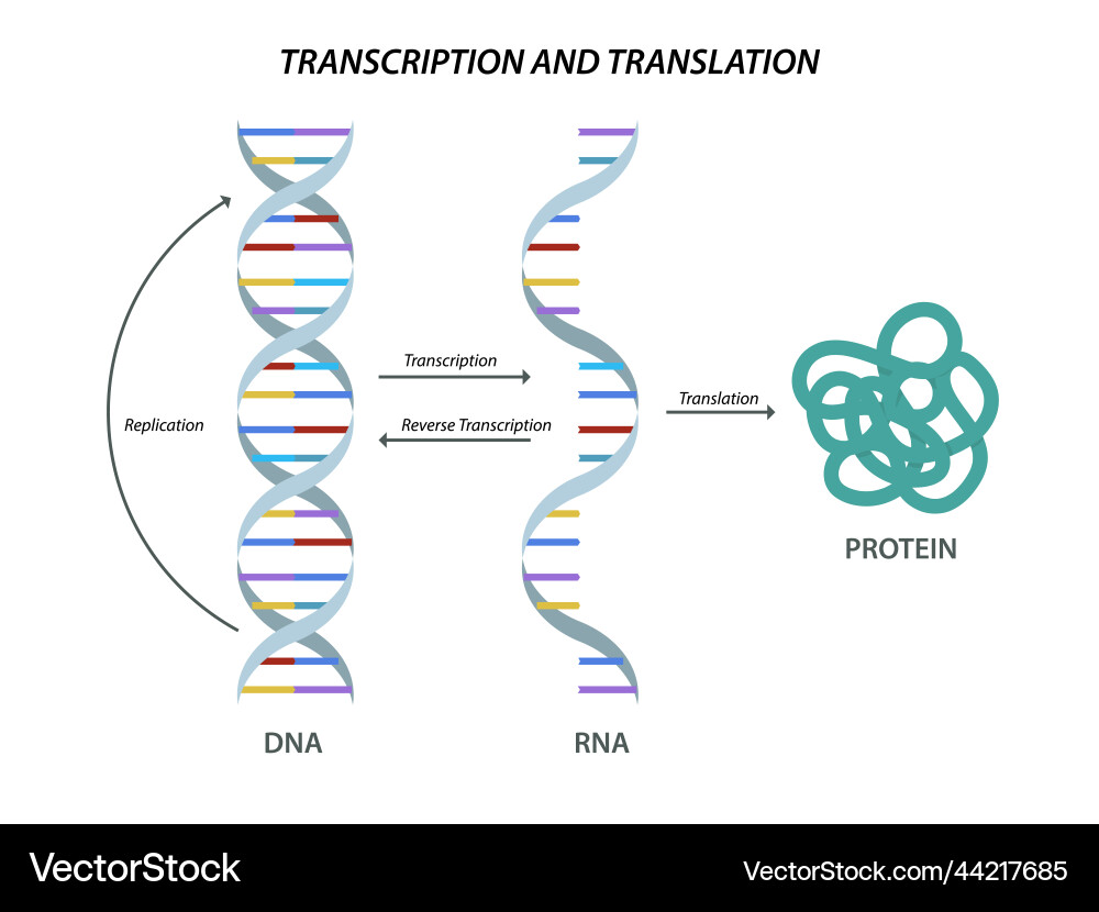Scientific biological model dna and rna Royalty Free Vector