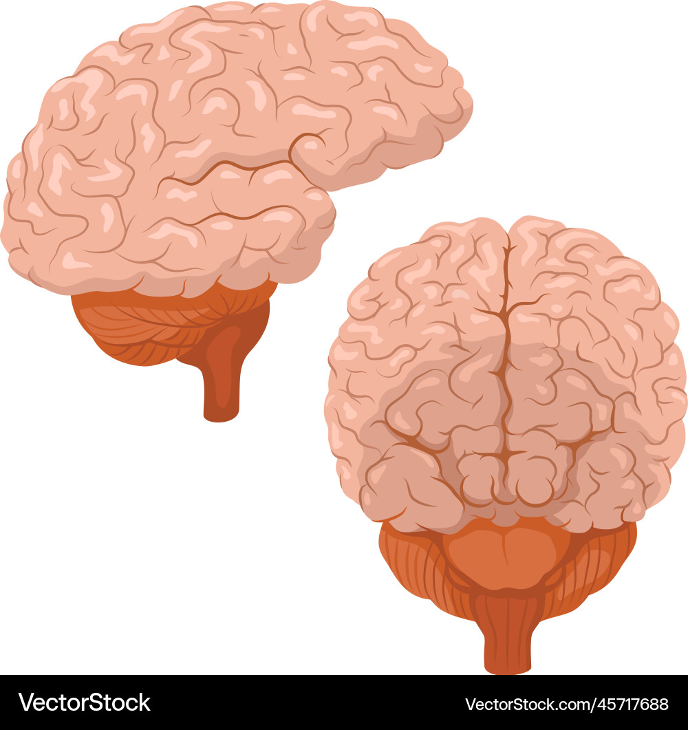 Human brain front view side Human brain front view side vector image