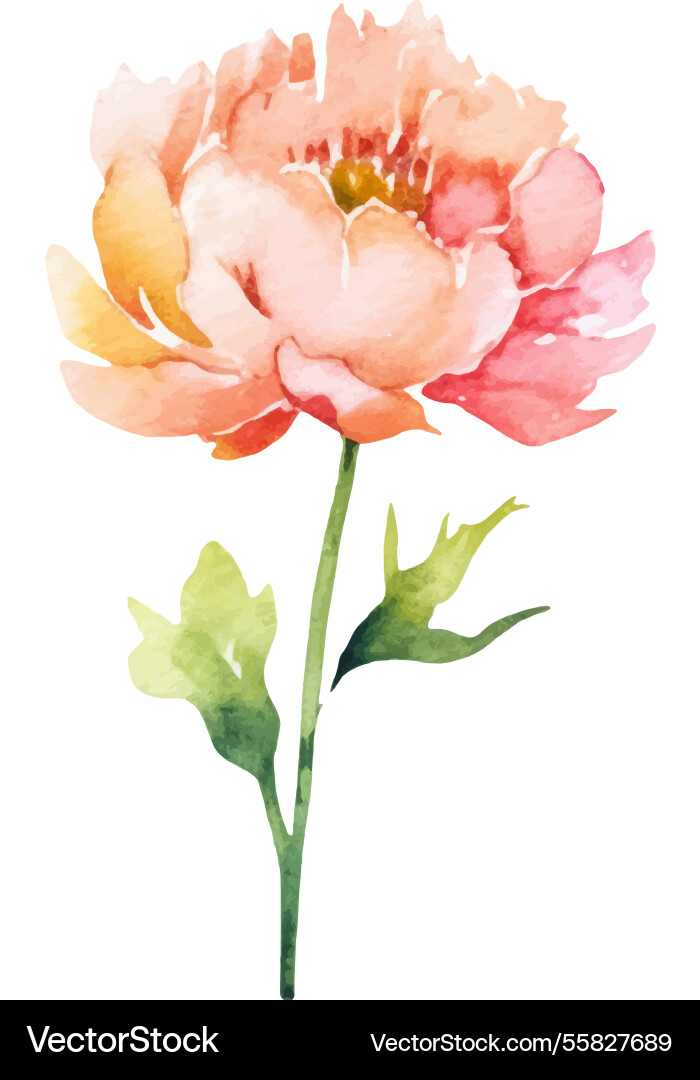 Watercolor painted peony flower hand drawn design Watercolor painted peony flower hand drawn design vector image