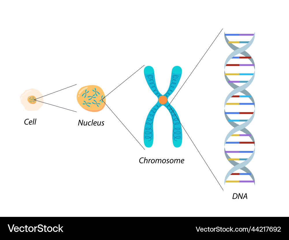 Struktur von Zellchromosom und dna molekulare Struktur von Zellchromosom und dna molekulare vektorbild
