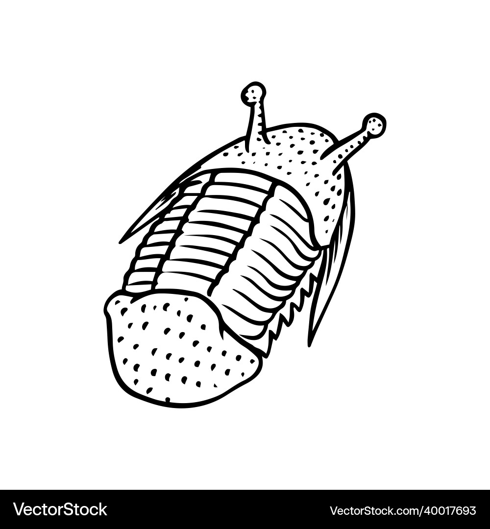 Trilobite Fossil Specimen Fragment Vector Image