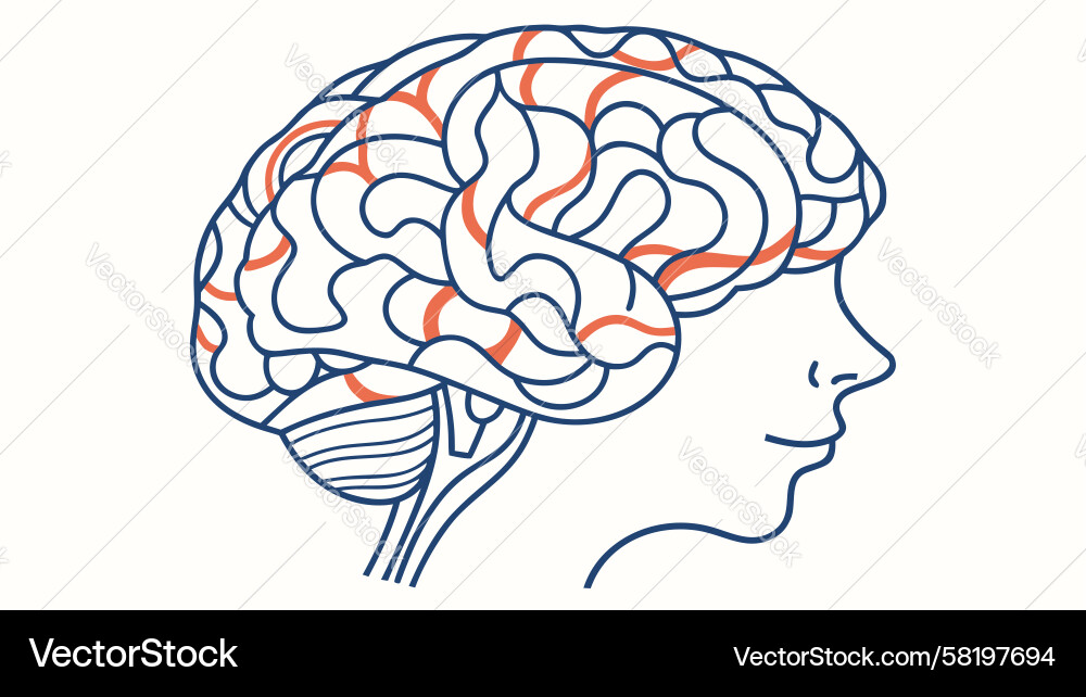 Abstract brain with colorful flowing lines Vector Image