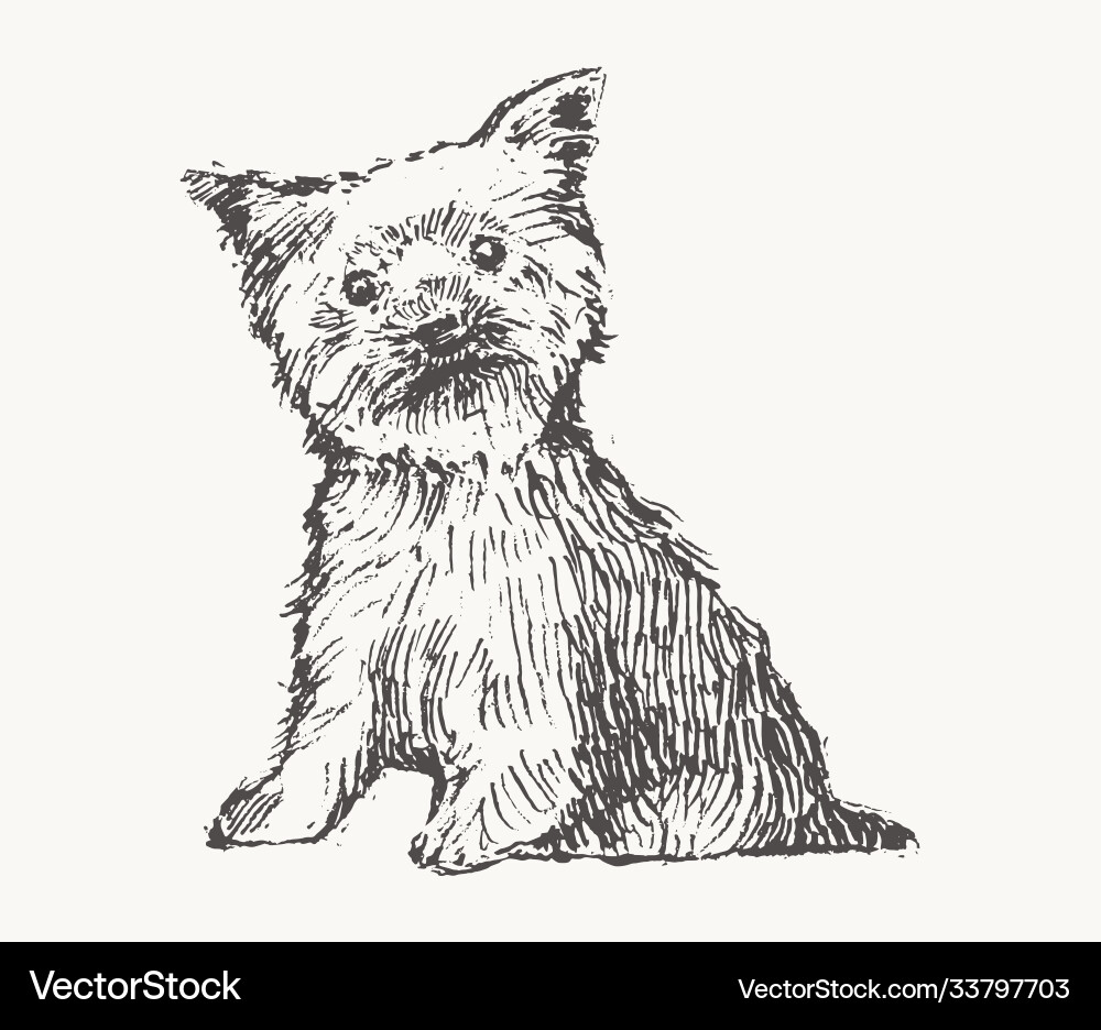 Yorkshire terrier draw dog realistic sketch Yorkshire terrier draw dog realistic sketch vector image