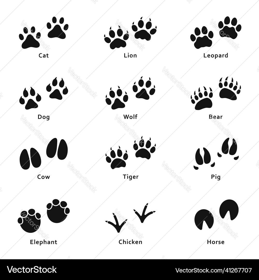 Animal Paw Prints - Diverse Set Vector Image