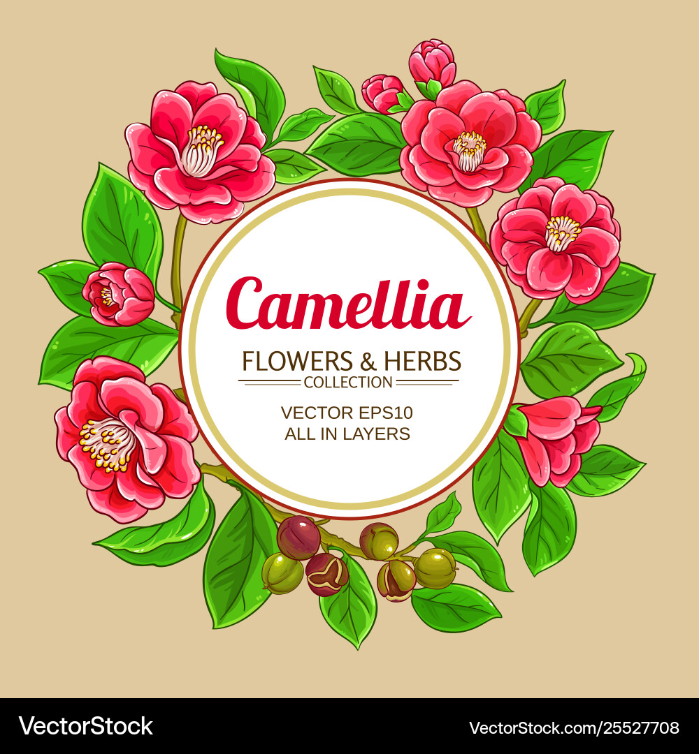 Camellia branches frame on color background Camellia branches frame on color background vector image