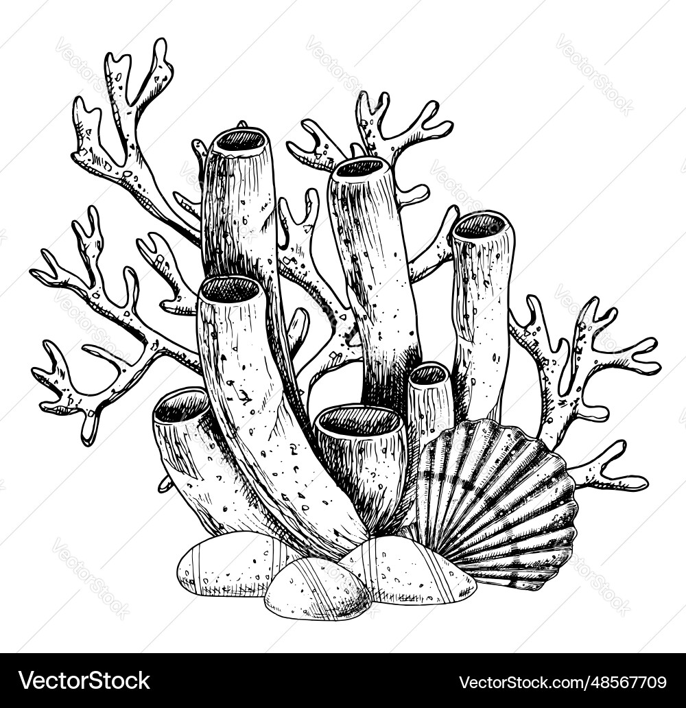 Coral reefs with seashell and seabed hand vector image