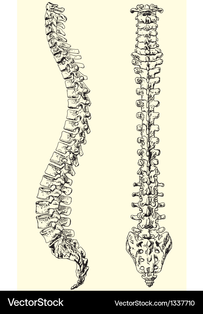 Human Spinal Column Anatomy Royalty Free Vector Image