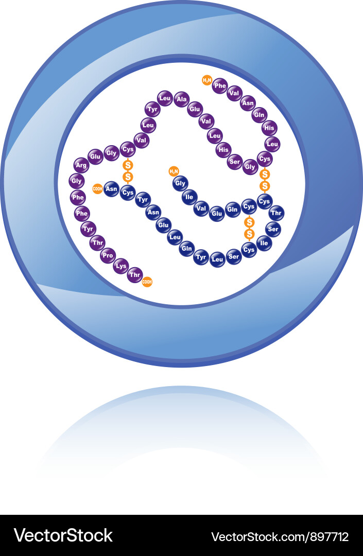 Human Insulin Molecule Vector Image