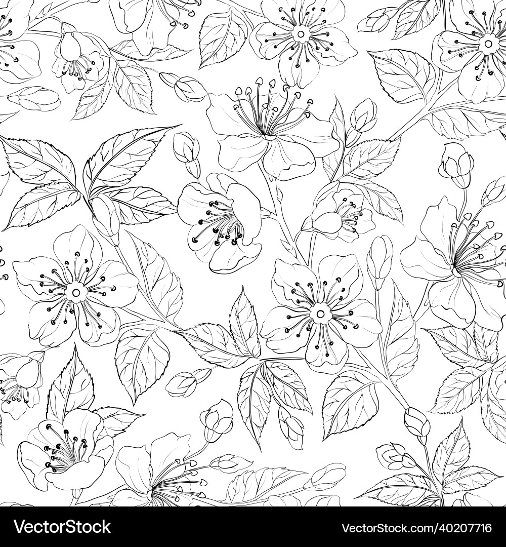 Sakura Blossom Pattern - White Background vector image