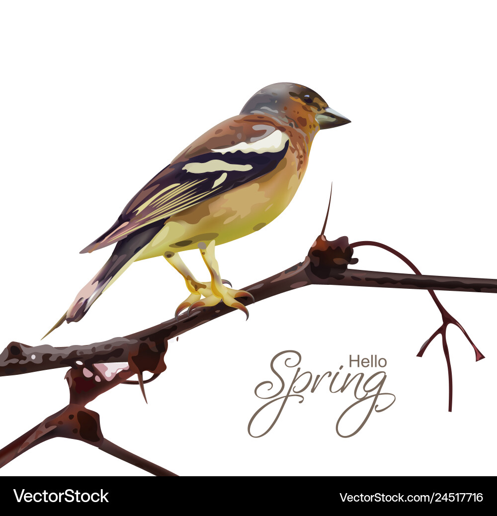Sparrow on a branch isolated spring card Sparrow on a branch isolated spring card vector image