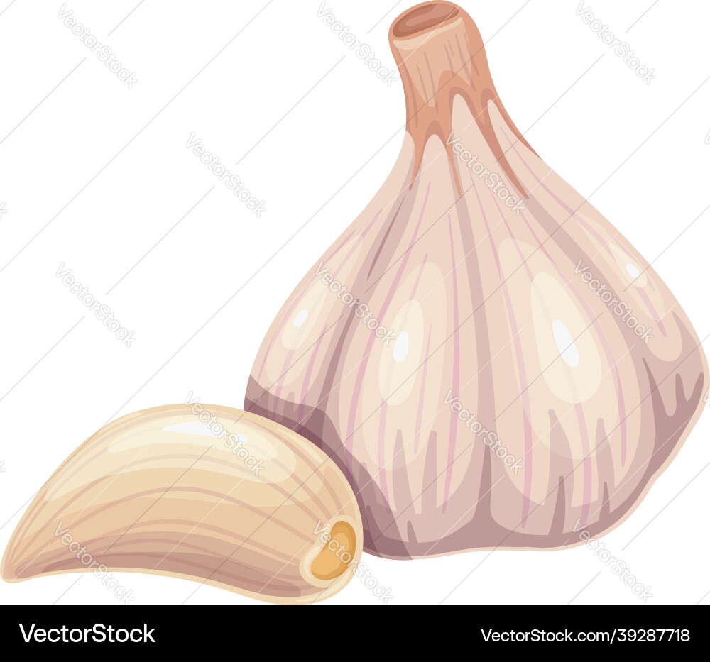 Garlic vector image