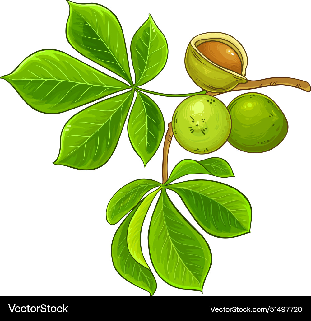 Mongongo branch colored detailed Royalty Free Vector Image