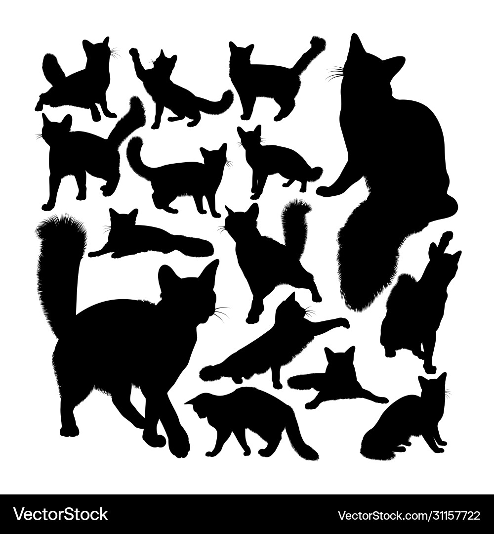 Orange Somali Katze Tier Silhouetten Orange Somali Katze Tier Silhouetten vektorbild