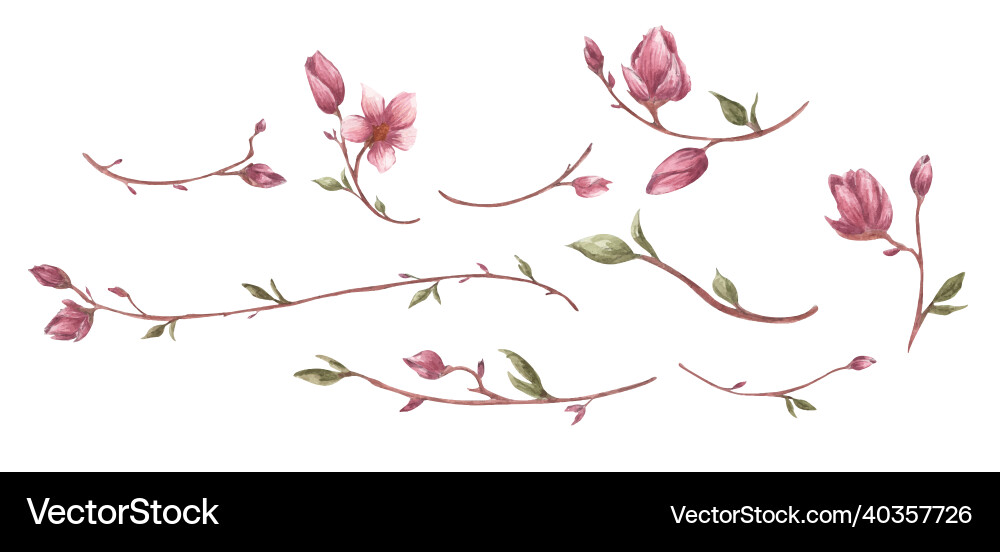 Magnolia flower and branches set vector image