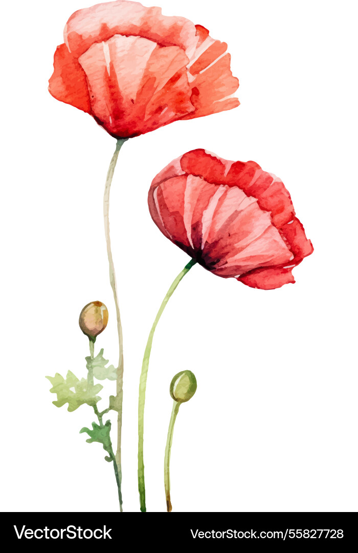 Aquarell bemalt Mohnblume Hand gezeichnetes Design Aquarell bemalt Mohnblume Hand gezeichnetes Design vektorbild