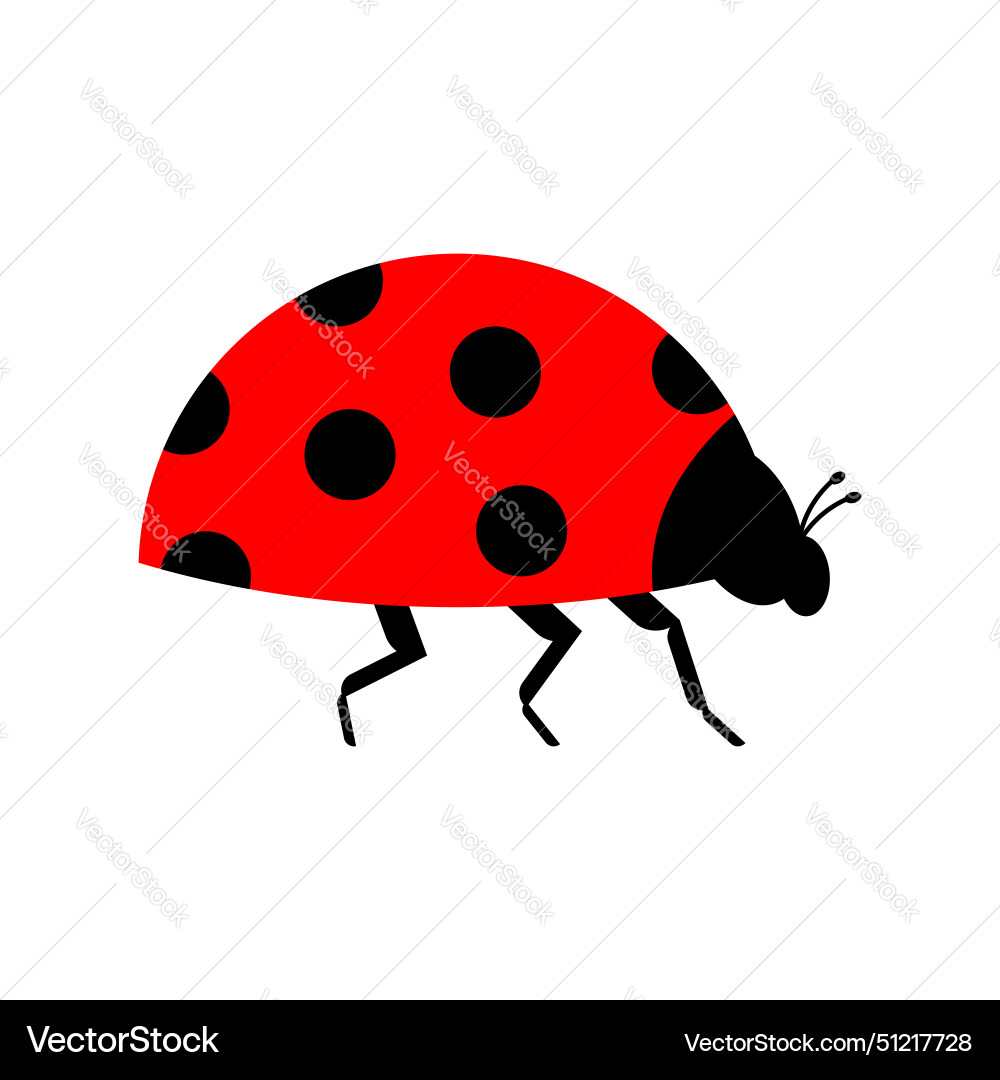 Ladybug isolated red small bug beetle Ladybug isolated red small bug beetle vector image