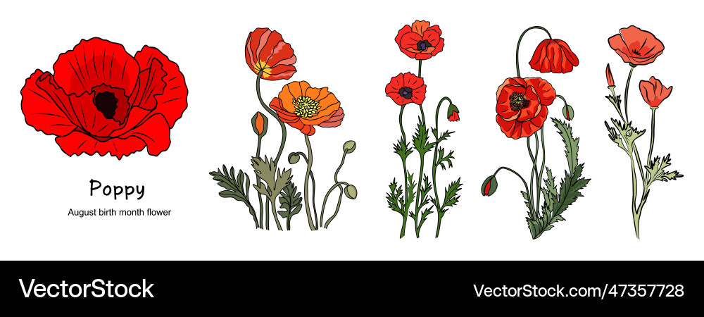 Poppy August Geburt Monat Blume bunt Poppy August Geburt Monat Blume bunt vektorbild