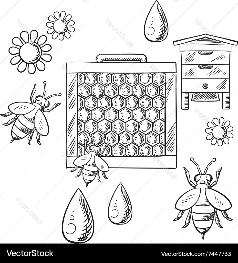 Beekeeping and apiary sketched objects vector image