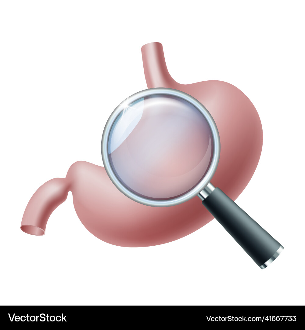 Scrutiny stomach with magnifying glass Scrutiny stomach with magnifying glass vector image