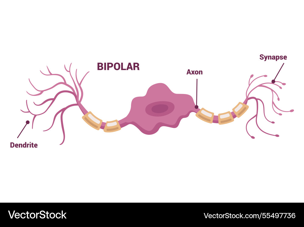 Neuron network and type of neurons an informative Neuron network and type of neurons an informative vector image