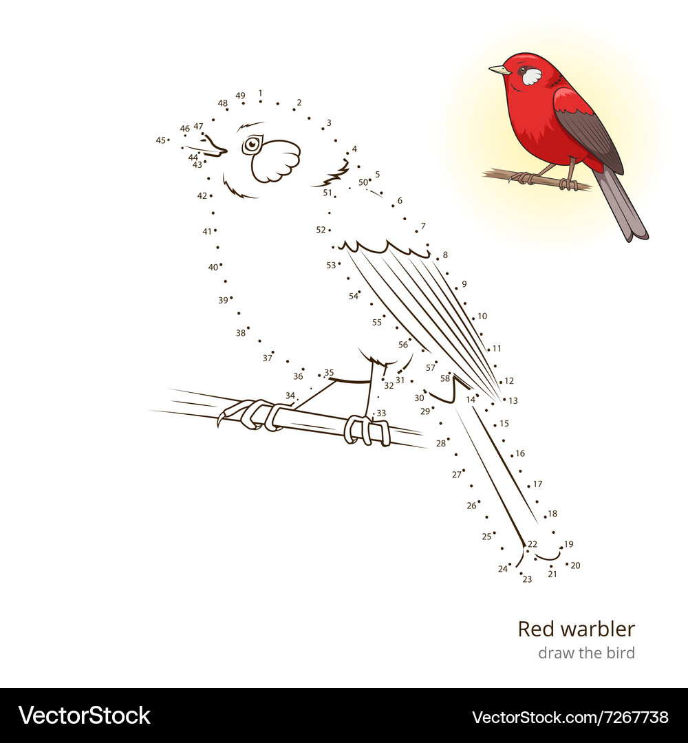 Red warbler bird learn to draw Vector Image