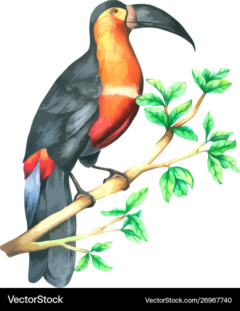 Hornbill bird on branch watercolor hand drawn vector image