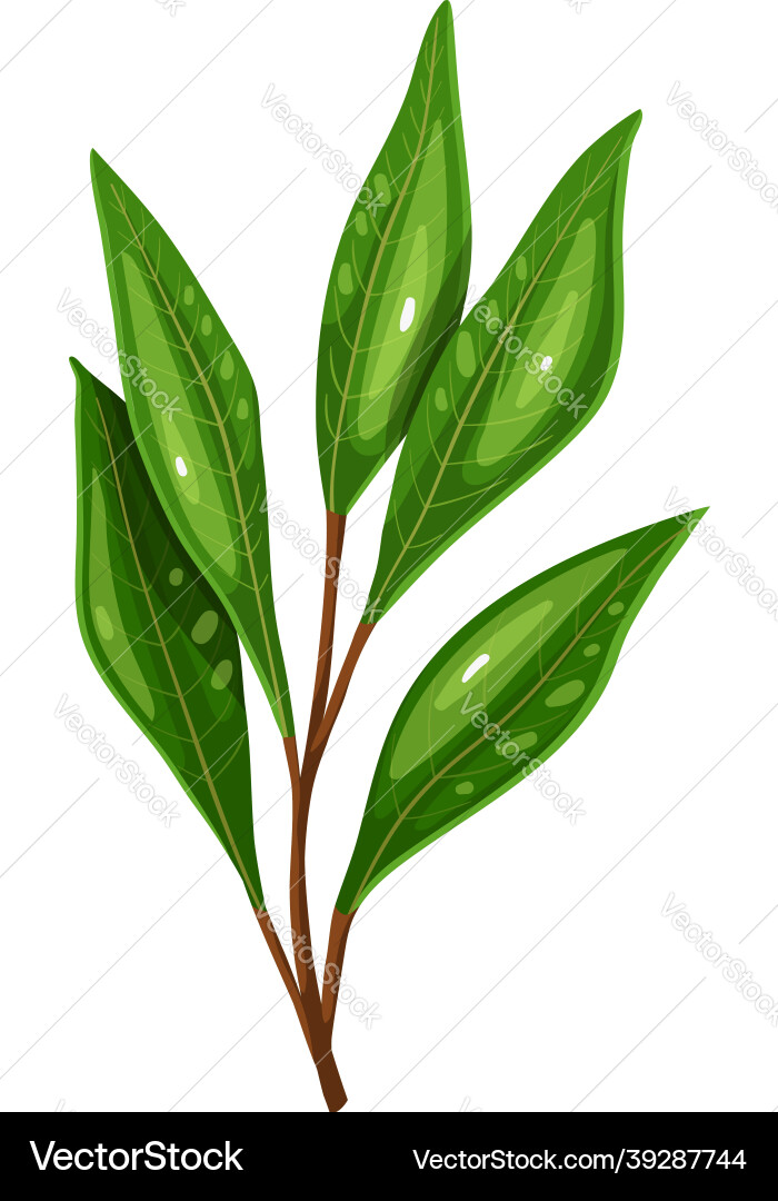 Bay leaf vector image