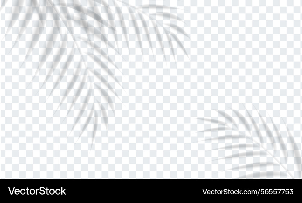 Palm branch and isolated transparent background vector image