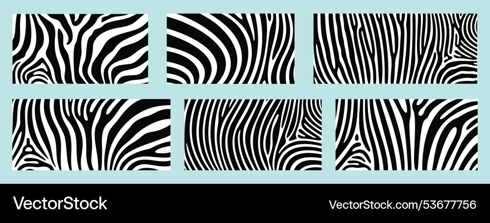 Zebra texture pattern vector image
