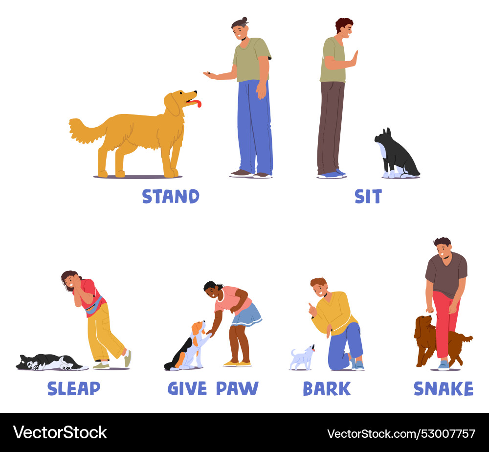 Various dog training commands such as stand sit Various dog training commands such as stand sit vector image