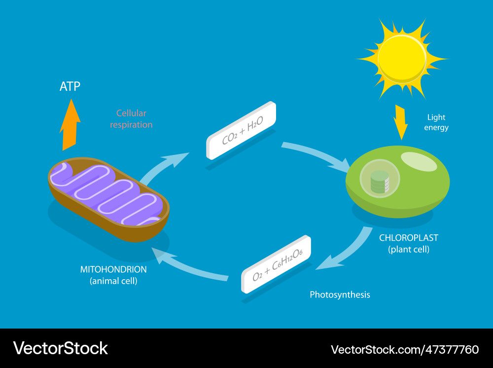 3d isometric flat conceptual Royalty Free Vector Image