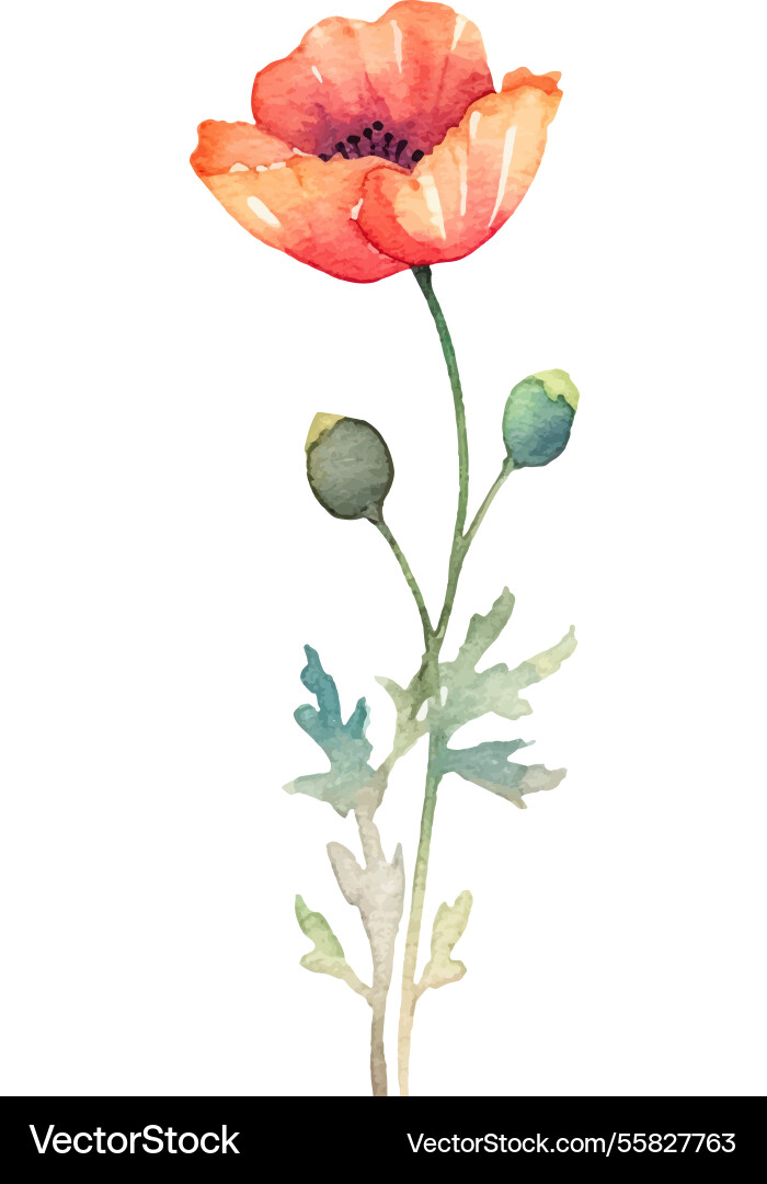 Aquarell bemalt Mohnblume Hand gezeichnetes Design Aquarell bemalt Mohnblume Hand gezeichnetes Design vektorbild