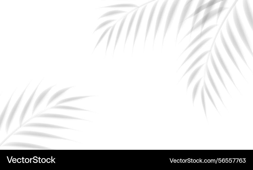 Palm branch and isolated white background vector image
