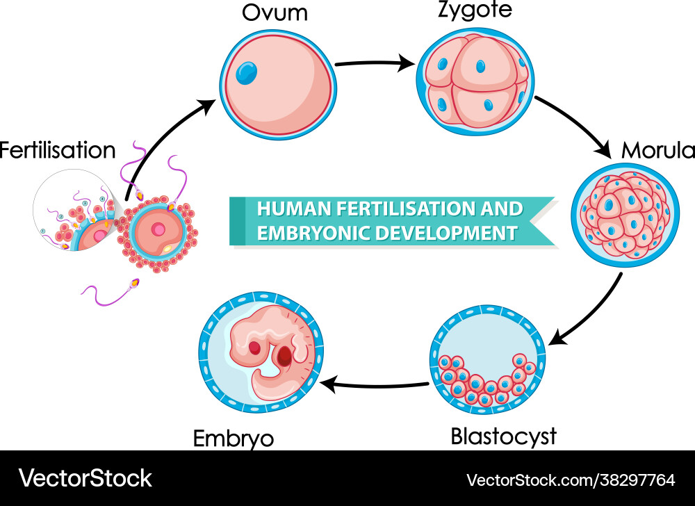 Human fertilisation and embryonic development vector image