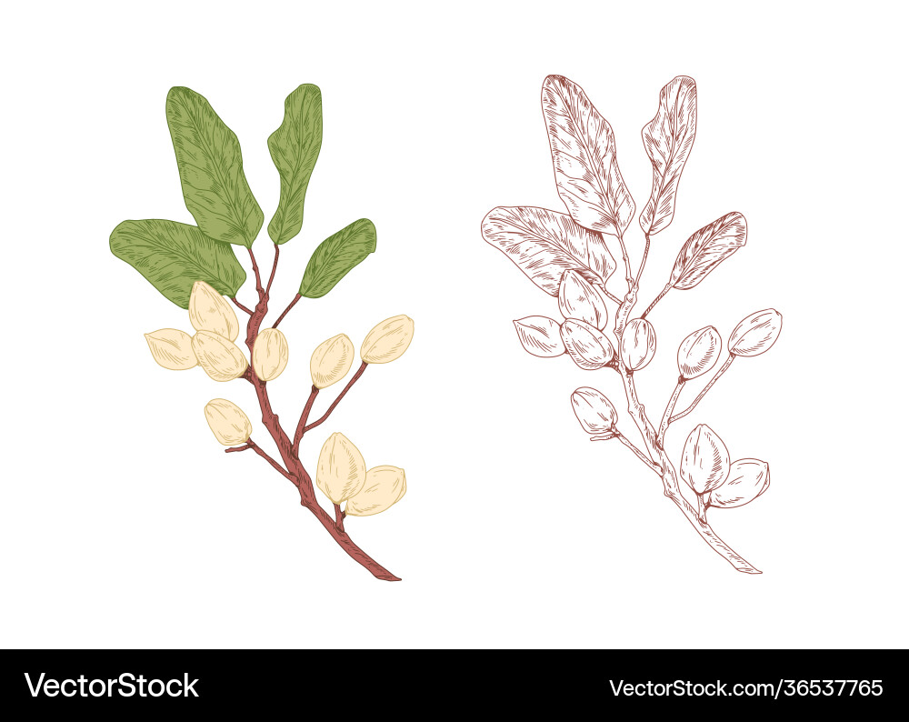 Colored pistachio tree branch and unpainted vector image