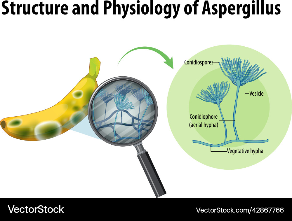 Structure and physiology of banana aspergillus Structure and physiology of banana aspergillus vector image