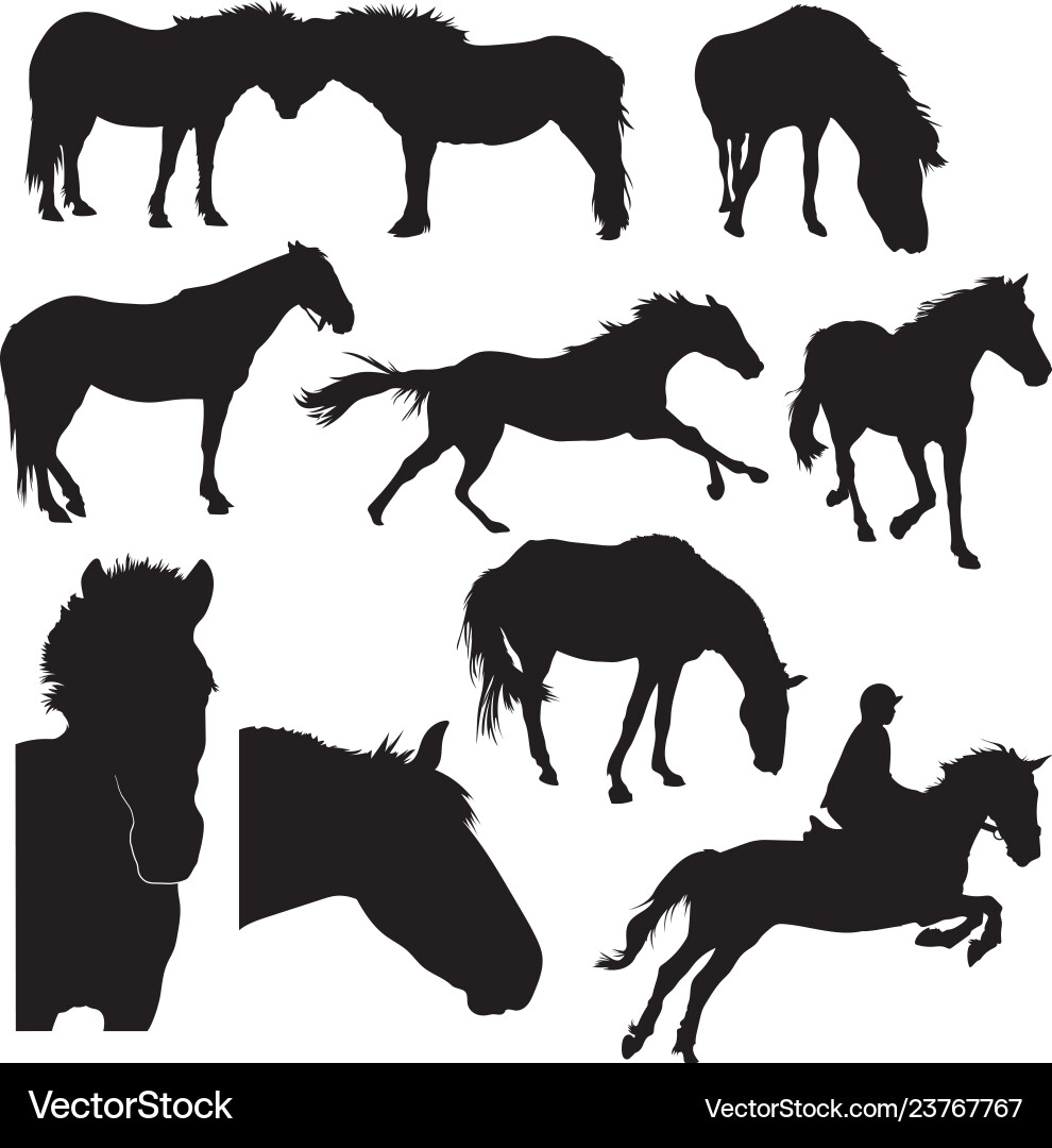 Equine Silhouettes - Animal Forms Vector Image