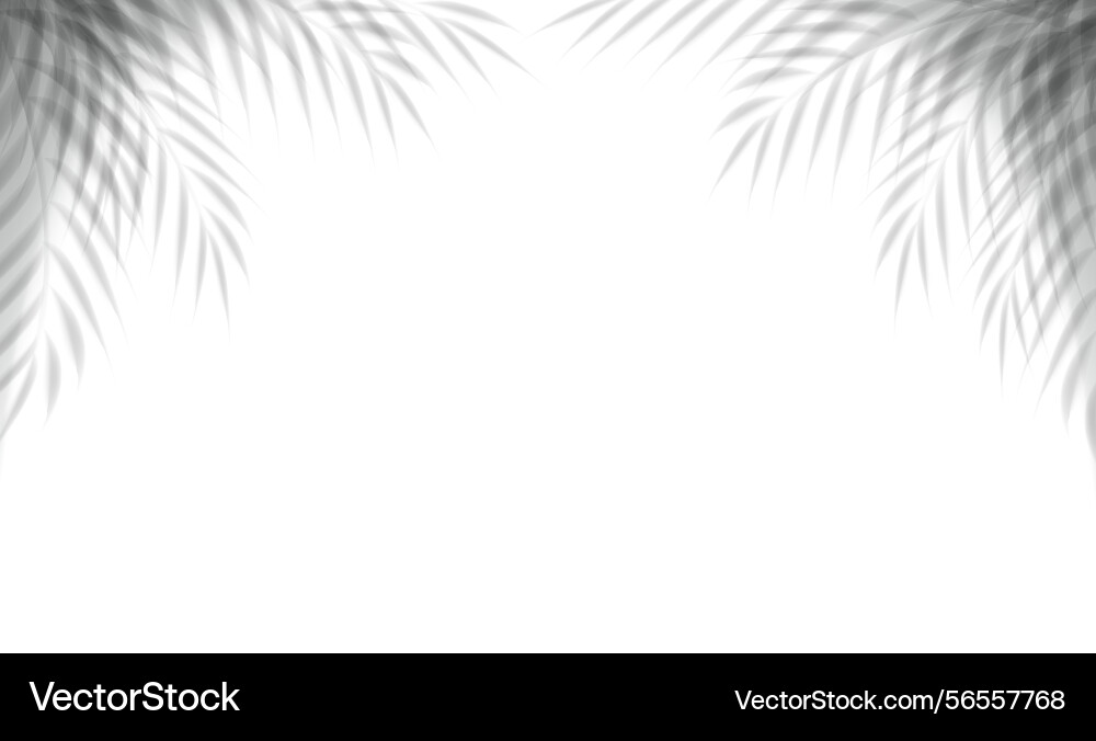 Palm branch overlay and isolated transparent vector image