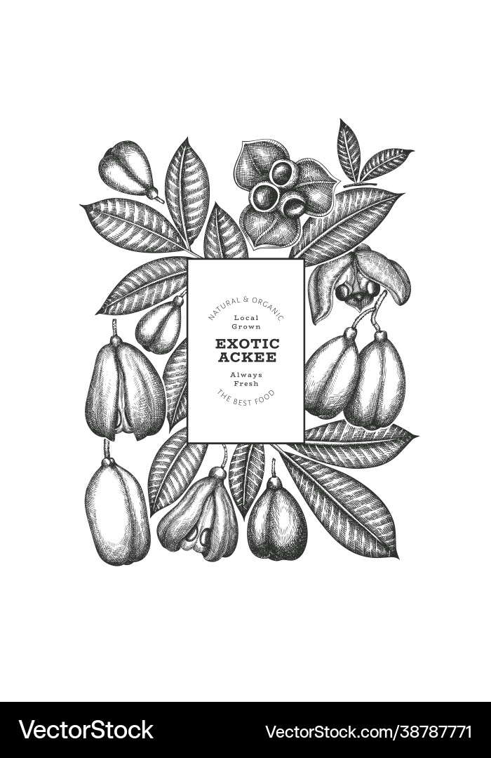 Hand gezeichnete Skizze Stil ackee Banner bio Hand gezeichnete Skizze Stil ackee Banner bio vektorbild