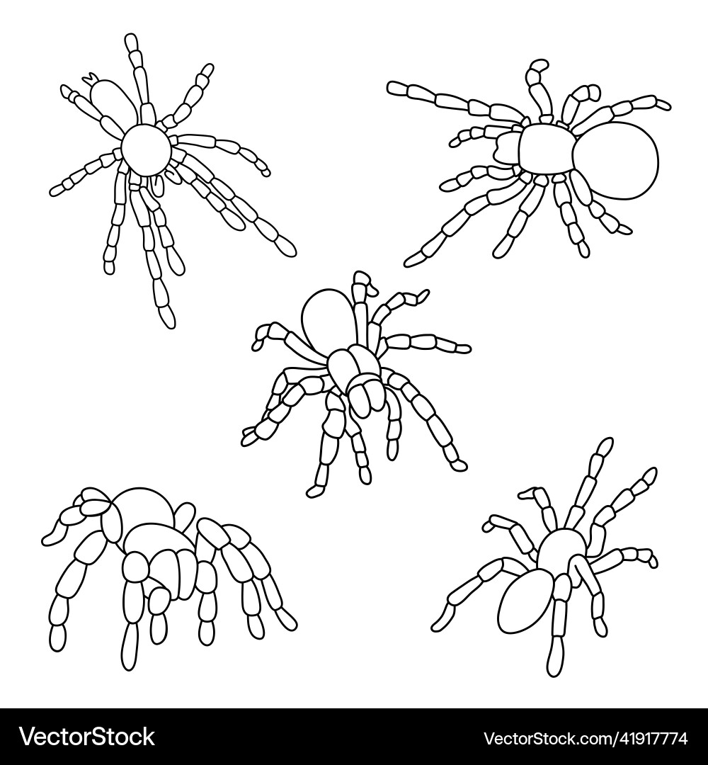 Set von Kontur Spinnen Tarantula Linie Symbol Set von Kontur Spinnen Tarantula Linie Symbol vektorbild