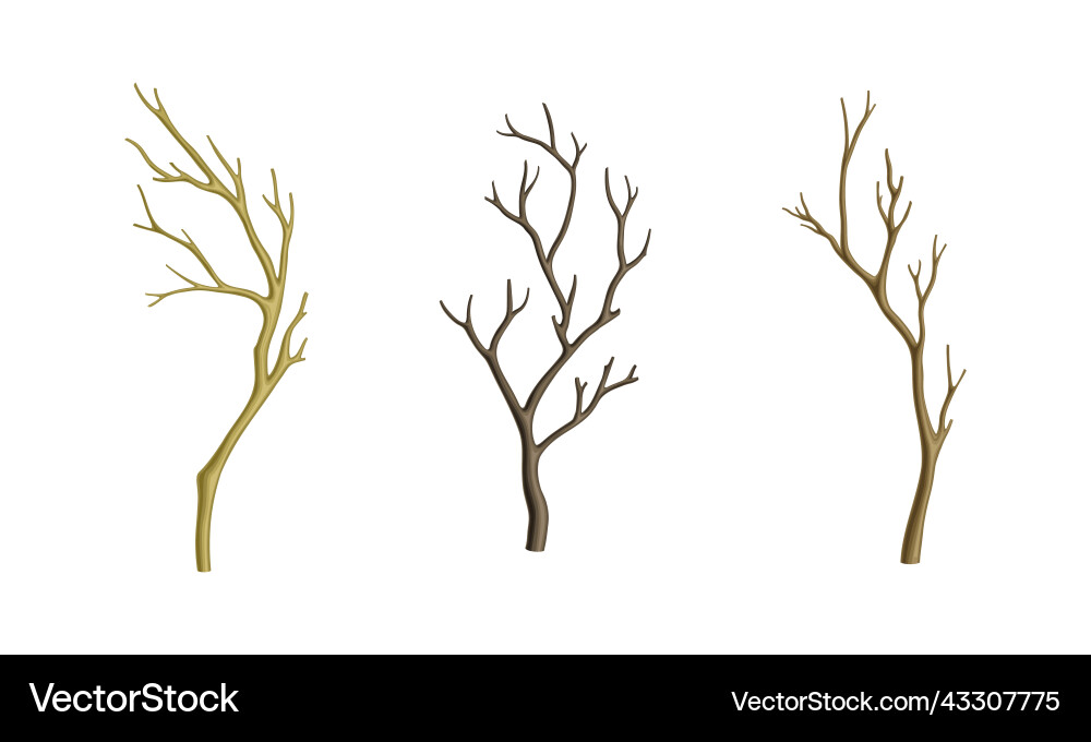 Set of dry tree branches bare twigs without Set of dry tree branches bare twigs without vector image
