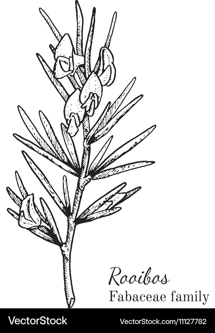 Rooibos Herbal Sketch vector image
