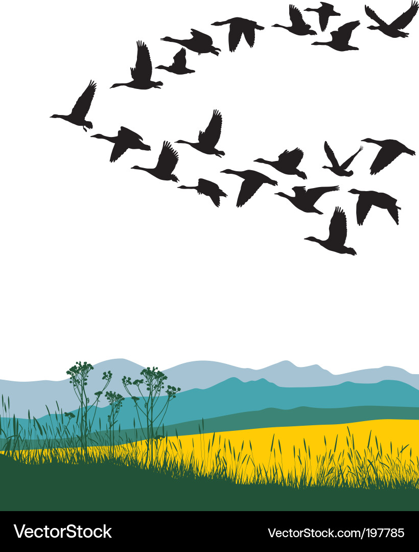 Spring Geese in Flight Vector Image