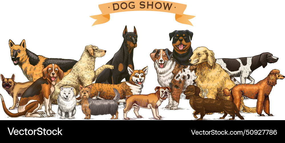 Dogs banner different breeds of domestic animals Dogs banner different breeds of domestic animals vector image