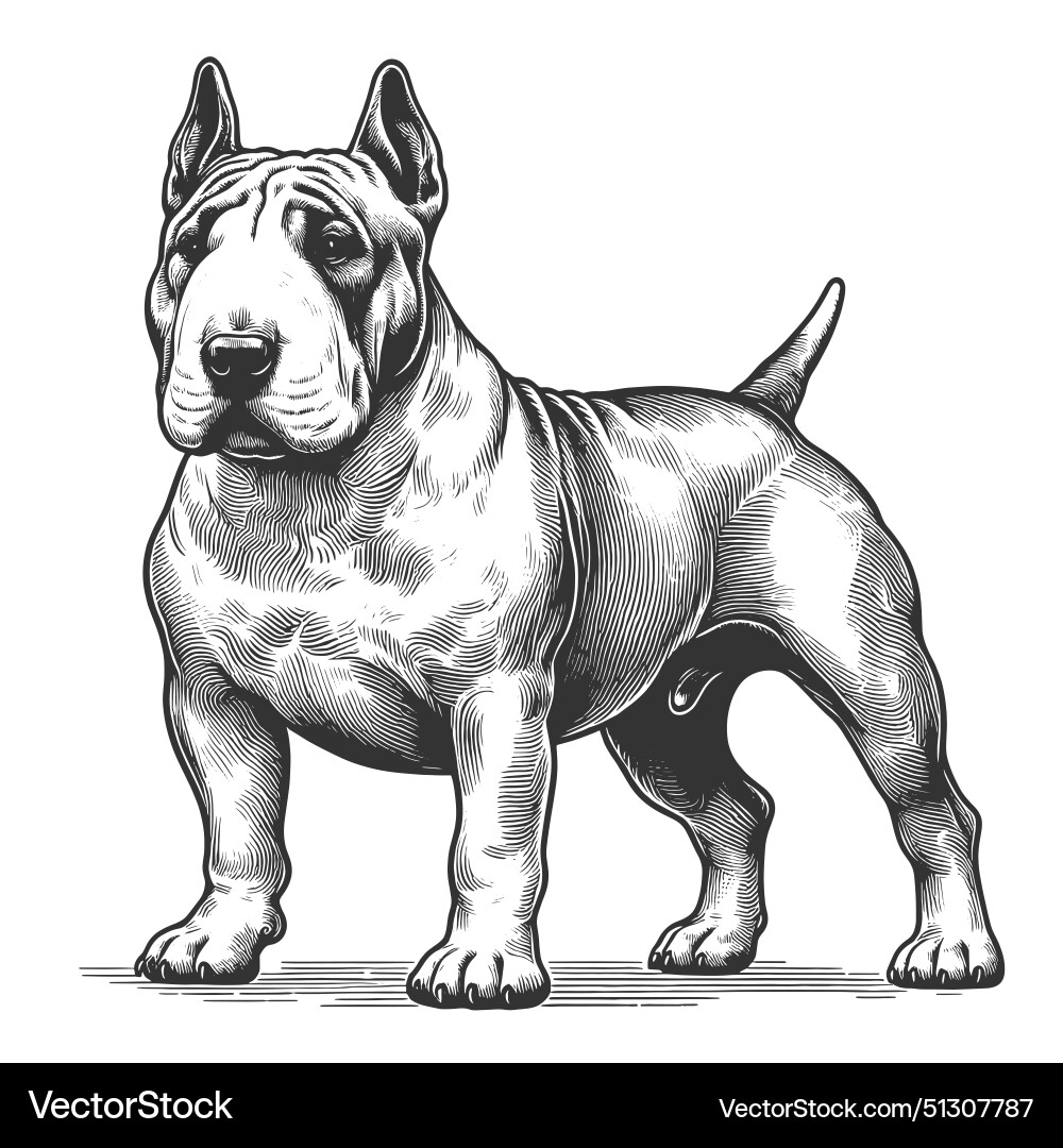 Dog portrait bull terrier engraving sketch Dog portrait bull terrier engraving sketch Vector Image