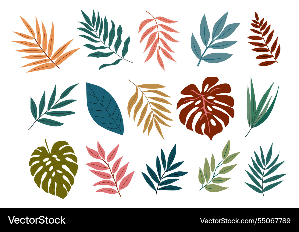Exotic leaf set tropical jungle leaves Exotic leaf set tropical jungle leaves vector image